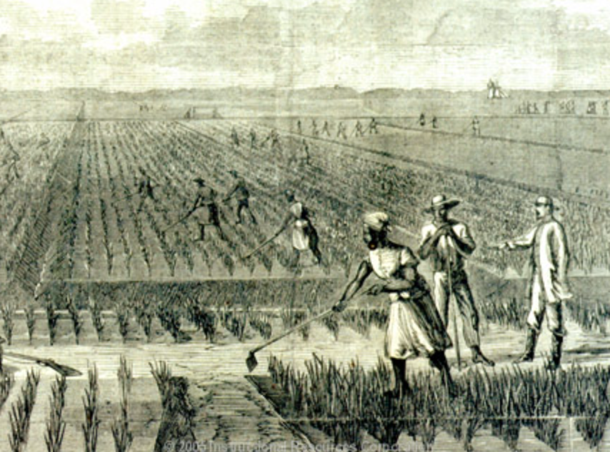 Carolina Gold: The Crop That Built Charleston – Kieran Wray Kramer